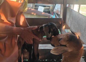 ABU SHAH Hashim menunjukkan anak kambing baka black belly miliknya yang dilahirkan berkepala dua di Bukit Kechil, Pernu, Melaka. - UTUSAN/AMRAN ALI