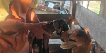 ABU SHAH Hashim menunjukkan anak kambing baka black belly miliknya yang dilahirkan berkepala dua di Bukit Kechil, Pernu, Melaka. - UTUSAN/AMRAN ALI