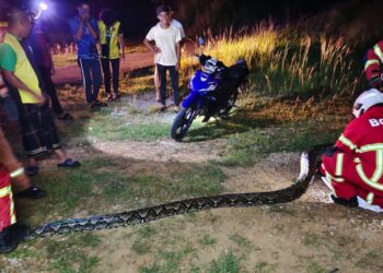 ANGGOTA bomba berjaya menangkap ular sawa batik yang cuba menelan seekor kambing boer di Kampung Mengkuang Hujung, Kuala Pegang di Baling, Kedah semalam.