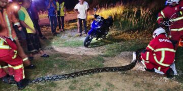 ANGGOTA bomba berjaya menangkap ular sawa batik yang cuba menelan seekor kambing boer di Kampung Mengkuang Hujung, Kuala Pegang di Baling, Kedah semalam.