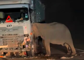 RAKAMAN tular seekor gajah betina berada di sebelah lori yang melanggar seekor anak gajah di Jalan Raya Timur-Barat di Gerik, Perak, semalam.