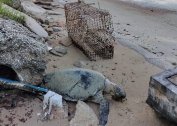 BANGKAI seekor penyu agar betina dianggarkan seberat 100 kilogram ditemukan di Pantai Telok Kemang, Port Dickson pada Ahad lalu.