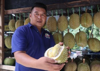 YEAP Gaun Fong menunjukkan kualiti durian yang dijual dari kebunnya di Teluk Bahang, Pulau Pinang. – UTUSAN/IQBAL HAMDAN
