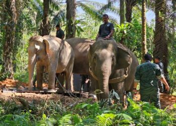Pembangunan pusat santuari gajah mampu mengurangkan konflik antara mamalia itu dengan manusia-GAMBAR HIASAN.