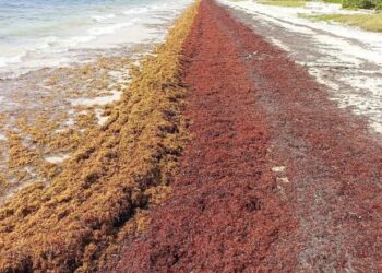 UNAM menubuhkan stesen pemantau untuk menjejak ketibaan rumpai laut sargassum. – AGENSI