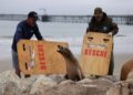 SEEKOR singa laut yang mengalami keracunan asid domoik diselamatkan oleh para sukarelawan di Santa Barbara, California.-AFP