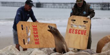 SEEKOR singa laut yang mengalami keracunan asid domoik diselamatkan oleh para sukarelawan di Santa Barbara, California.-AFP