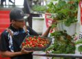 SALAH seorang pekerja, Anuar Abdul Basir memetik buah strawberi untuk dijual.– UTUSAN/ SHAHIR NOORDIN