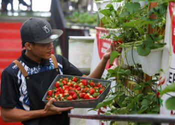 SALAH seorang pekerja, Anuar Abdul Basir memetik buah strawberi untuk dijual.– UTUSAN/ SHAHIR NOORDIN