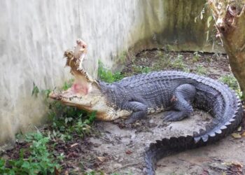 aksi sang bedal dengan mulut ternganga luas menanti masa untuk diberi makan petang di Jong Crocodile Farm, Siburan, Sarawak.