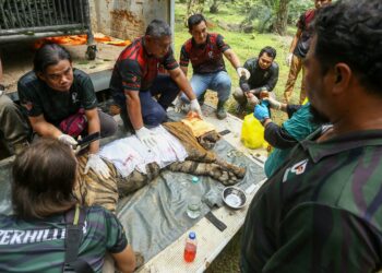 HARIMAU belang yang ditangkap selepas memasuki perangkap dipasang Perhilitan di Kampung Perlop 1, Sungai siput. - UTUSAN/MUHAMAD NAZREEN SYAH MUSTHAFA