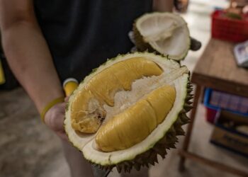 PAKAR akademi mencadangkan musang king ditanam di tanah peneroka Felda.-GAMBAR HIASAN