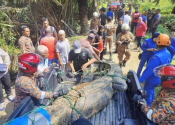 BUAYA seberat 410 kg ditangkap di kawasan kebun kelapa sawit berhampiran Kampung Parit Gantong Laut, Parit Lapis Batu Pahat.