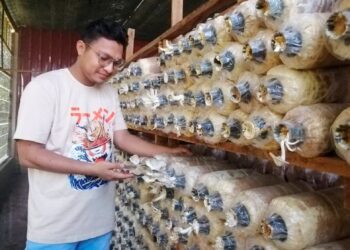 CHE Amir Khairi Che Rosely menunjukkan cendawan tiram yang diusahakan berhampiran rumahnya di Kampung Gong Nangka, Marang, Terengganu. – UTUSAN/NOOR HAYATI MAMAT