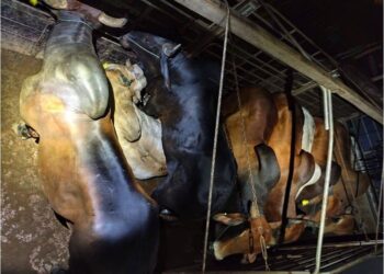 HARGA murah menjadi penyumbang kepada permintaan tinggi lembu seludup masuk Malaysia melalui pangkalan haram di sepanjang Sungai Golok, Kelantan.