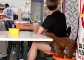 anjing