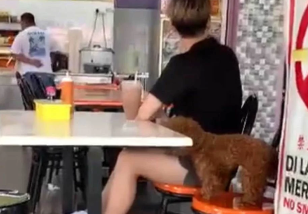 anjing