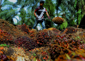 HARGA MSM dijangka mencapai RM4,000 setan pada 2026.