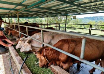 NURHAFFIZ Mohamed memberi makan kepada lembu sado miliknya di Kampung Relong di Lipis, Pahang. – UTUSAN/NORFARHIZA MOHD ATAR