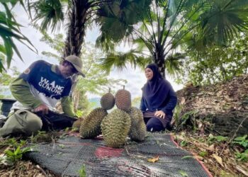 HAMIZAT Had memotong durian di dusun miliknya yang berkeluasan 1.3 hektar di Bukit Wang Angin, Banjaran Nakawan, Perlis. - UTUSAN/MOHD. HAFIZ ABD. MUTALIB