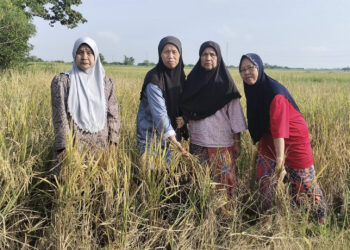 PESAWAH menunjukkan padi mereka yang hampir reput akibat tidak dituai di Selinsing, Bagan Serai, Perak. - UTUSAN/WAT KAMAL ABAS