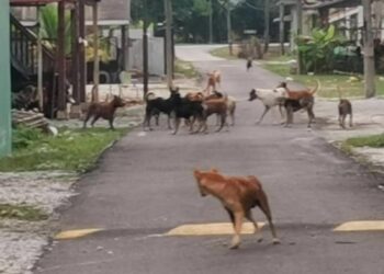 ANJING liar berkeliaran di Kampung Bahagia di Teluk Intan, Perak ketika tinjauan Utusan Malaysia baru-baru ini. - UTUSAN/AIN SAFRE BIDIN