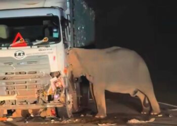 Kejadian  yang meruntun hati rakyat Malaysia apabila anak gajah dilanggar di Jalan Raya Timur-Barat (JRTB) Gerik-Jeli, Perak, baru-baru ini.