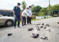 SAIFUL Azli Mohamed Nor menunjukkan merpati yang ditangkap dalam operasi di Liman Kati, Kuala Kangsar, Perak. – UTUSAN/FADZIL ZAINOL