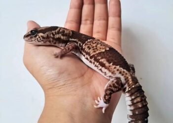 Boboy gemar berpaut di pergelangan tangan.
