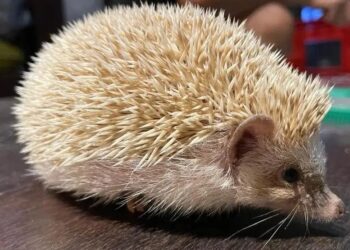 spiky tidak suka cuaca sejuk dan gemar menyorok di bawah katil.