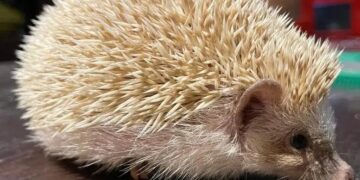spiky tidak suka cuaca sejuk dan gemar menyorok di bawah katil.