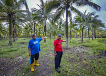ABD. Wahid Kasim (kanan) dan Ab. Ghani Tek menunjukkan kawasan
projek tanaman kelapa pandan yang diusahakan di Kampung Tebing
Tembah, Dungun, Terengganu. – UTUSAN/ZAID MOHD. NOOR