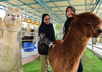 AINUN Hidayah Wahab (kiri) dan Safiah Mahamat melakukan rutin
harian pemeriksaan kesihatan haiwan di sebuah zoo di Kampung Dusun,
Kuala Berang, Terengganu. – UTUSAN/PUQTRA HAIRRY
