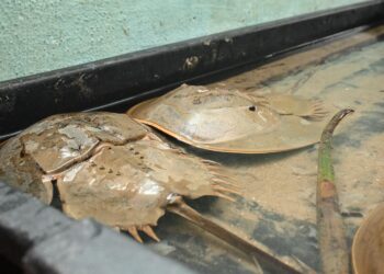 ANTARA belangkas terdapat di Teratak Belangkas di Pantai Balok, Kuantan, Pahang. – MUHAMMAD NAIM HELMI HAFIDZI