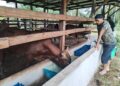 MUHAMMAD Azman Mohd. Zain memberi makan lembu yang diternaknya di Kampung Jelapang, Setiu. - UTUSAN/WAN ZURATIKAH IFFAH WAN ZULKIFLI