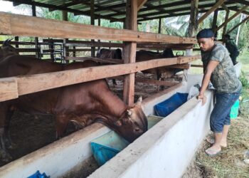 MUHAMMAD Azman Mohd. Zain memberi makan lembu yang diternaknya di Kampung Jelapang, Setiu. - UTUSAN/WAN ZURATIKAH IFFAH WAN ZULKIFLI