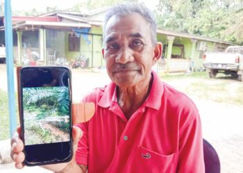 MOHD. Zahari Sulaiman menunjukkan antara kesan kemusnahan tanaman pekebun akibat diceroboh gajah  di Kampung Hulu Sat, Hulu Terengganu. -UTUSAN/ NOOR HAYATI MAMAT