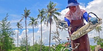 INDUSTRI ikan bilis kering di  Kampung Benting Lintang  turut memberi peluang pekerjaan kepada penduduk setempat termasuk golongan warga emas di bengkel pemprosesan.-MINGGUAN/PUQTRA HAIRRY