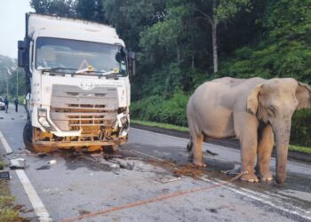 TRAGEDI melibatkan seekor anak gajah yang mati dirempuh lori muatan ayam di Jalan Raya Timur-Barat (JRTB) Gerik-Jeli, Perak, 10 Mei lalu perlu dijadikan panduan dalam menangani isu hidupan liar.
