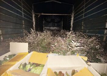 SEBAHAGIAN pokok yang dirampas oleh PGA selepas menahan sebuah lori di Kampung Jakar, Jalan Pasir Mas, Pasir Mas, Kelantan semalam-IHSAN PGA.