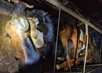 LEMBU seludup yang dirampas Batalion 9 PGA selepas menahan sebuah lori di Batu Gajah, Tanah Merah, Kelantan semalam.