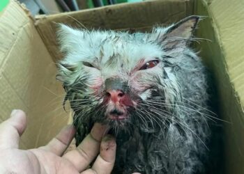 KEADAAN seekor kucing yang cedera dipukul  oleh seorang warga emas di Taman Yayasan, Segamat.