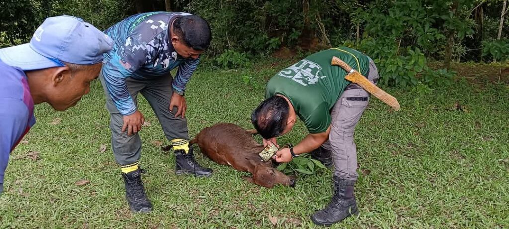 ‘Pak belang’ baham empat ekor anak lembu di Gerik
