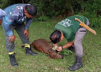 MOHAMAD Khairul Abd. Rashid (kiri) melihat anggota Perhilitan mengukur kesan gigitan harimau belang pada anak lembu miliknya yang telah mati di Kampung Star Kechil, Gerik, Perak.