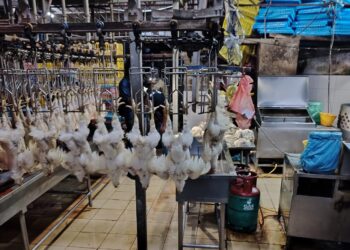 SALAH sebuah pusat penyembelihan ayam di Pasar Borong Selayang yang digempur Jabatan Imigresen dan JAIS hari ini.