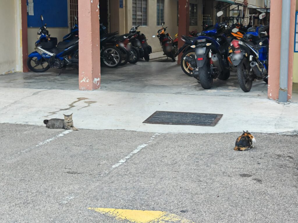 Lebih lima tahun derita bau najis kucing