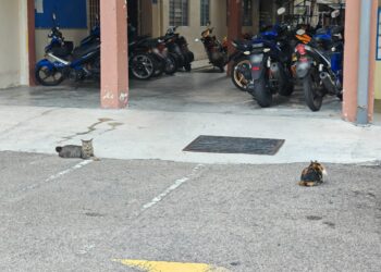PENDUDUK Blok E, Rumah Pangsa Peringgit, Melaka berdepan masalah bau busuk berpunca daripada belasan ekor kucing yang dibela oleh seorang penghuni. - UTUSAN/AMRAN ALI