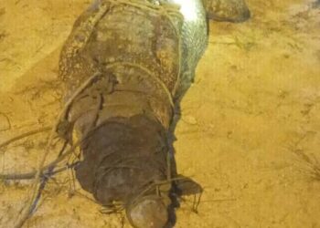 BUAYA tembaga yang ditangkap di sebuah tasik di Kampung Jelapang, Setiu, Terengganu.