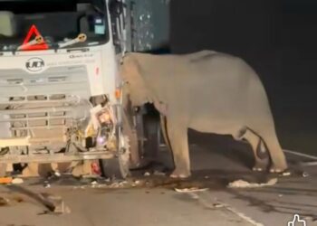 RAKAMAN tular seekor gajah betina berada di sebelah lori yang melanggar seekor anak gajah di Jalan Raya Timur-Barat di Gerik hari ini. - UTUSAN
