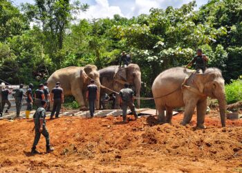 DUA ekor gajah denak membantu operasi memindahkan gajah liar (tengah) di Kampung Padang Stang, Gerik hari ini. - UTUSAN